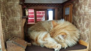 About us - Ginger the cat - Miniature Building Inspector